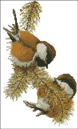 (image for) Chestnut Backed Chickadees
